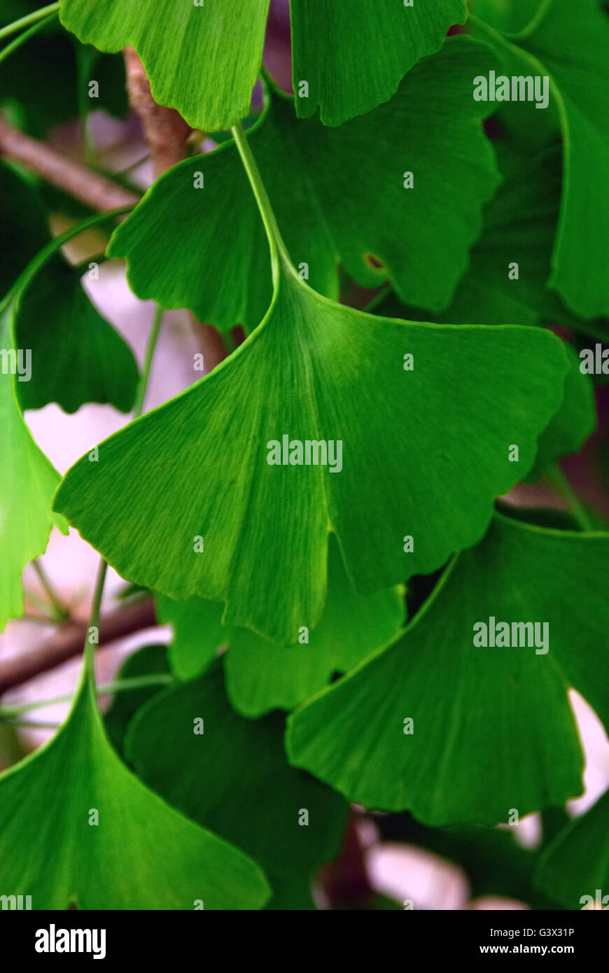 Foglie di ginkgo. Il Ginkgo biloba tree, noto come il ginkgo o come maidenhair tree, è l'unica specie viventi nella divisione Ginkgophyta, tutti gli altri essendo estinti. Si è trovato in fossili risalenti a 270 milioni di anni. Originaria della Cina, la struttura ad albero viene coltivato e è stato introdotto all'inizio alla storia umana. Esso ha varie applicazioni nella medicina tradizionale e come una fonte di cibo. Il nome del genere Ginkgo è considerata come un errore di ortografia nel gin giapponese Kyo, 'Silver albicocca'. Foto Stock