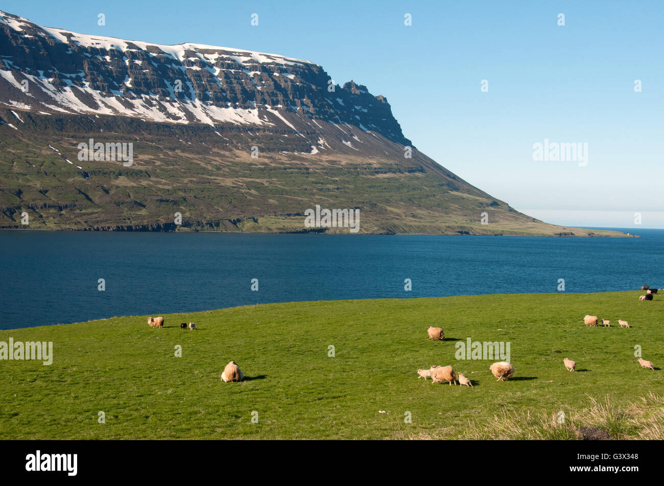 Pecore Seyðisfjörður Affitto Islanda Foto Stock
