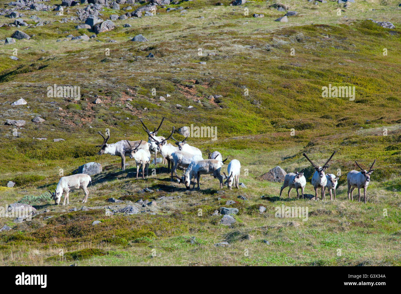 Deer Seyðisfjörður Affitto Skalanes Islanda Foto Stock