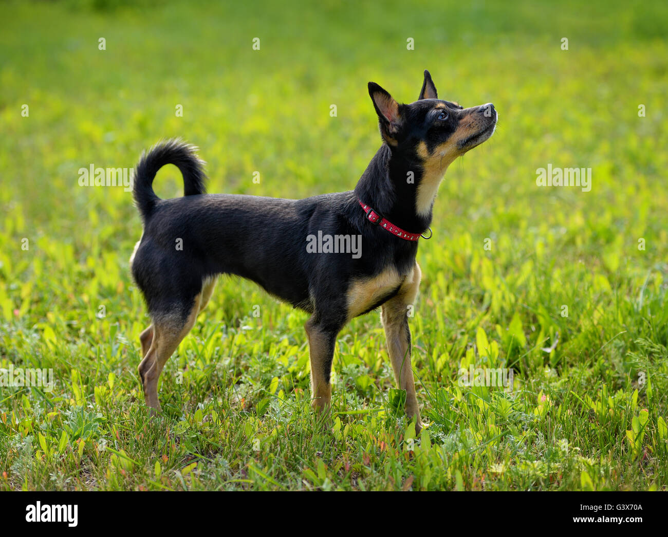 Toy terrier sull'erba a molla Foto Stock Toy terrier sull'erba a molla Foto Stock