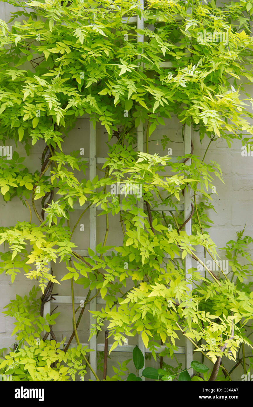 Jasminum officinale 'Fiona Sunrise". Jasmine foglie su un traliccio bianco. Cotswolds, Inghilterra Foto Stock