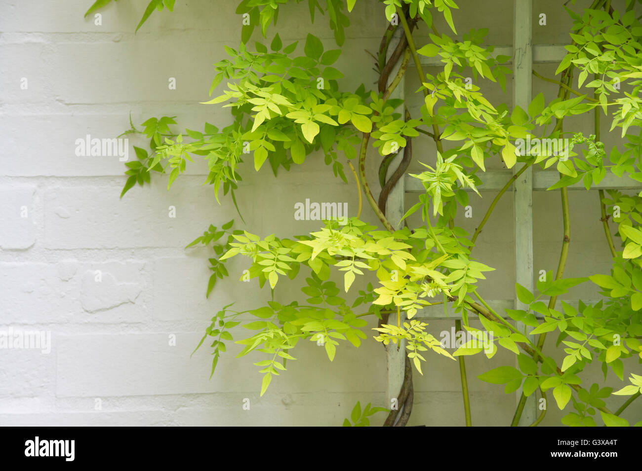 Jasminum officinale 'Fiona Sunrise". Jasmine foglie su un traliccio bianco. Cotswolds, Inghilterra Foto Stock