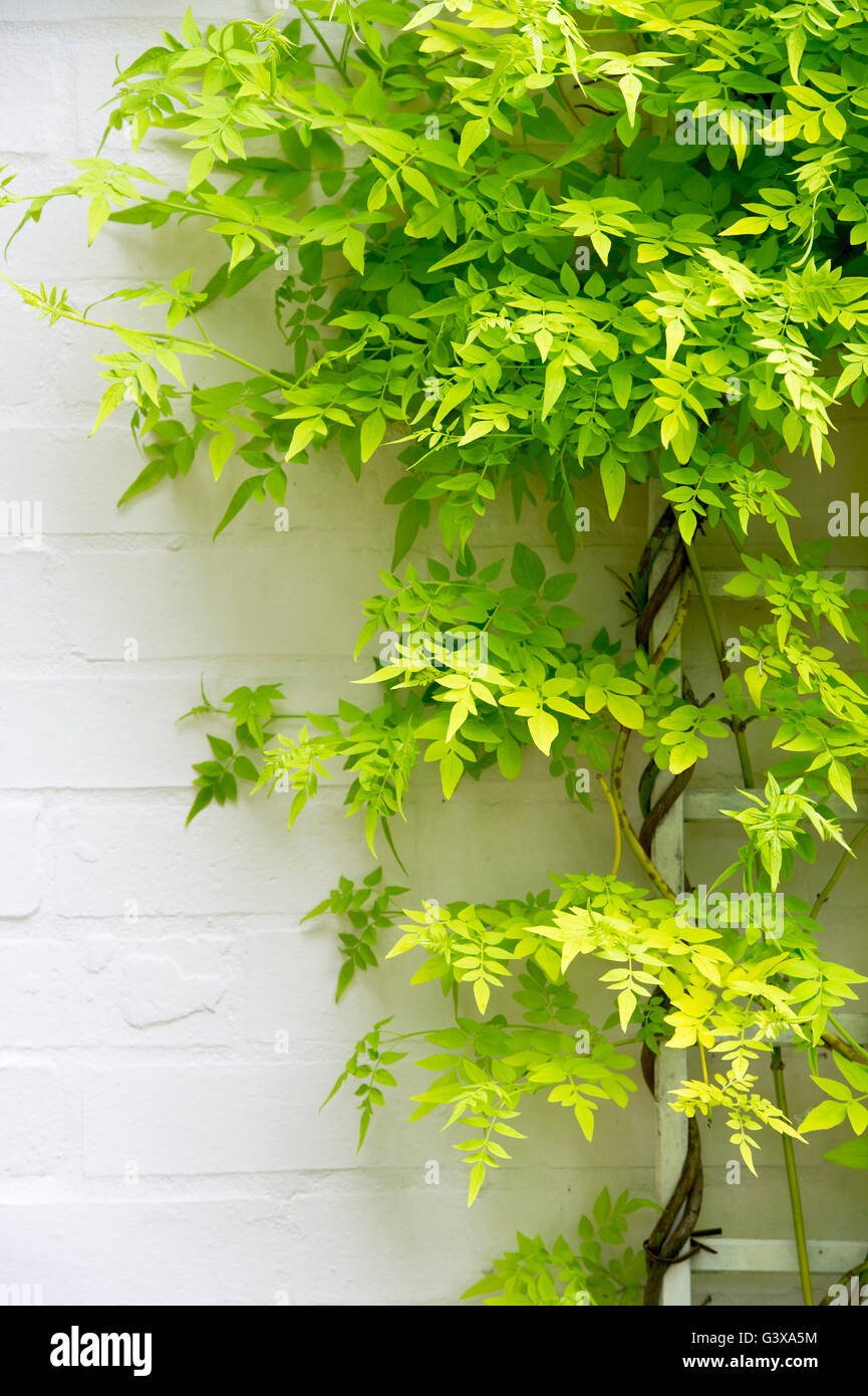 Jasminum officinale 'Fiona Sunrise". Jasmine foglie su un traliccio bianco. Cotswolds, Inghilterra Foto Stock