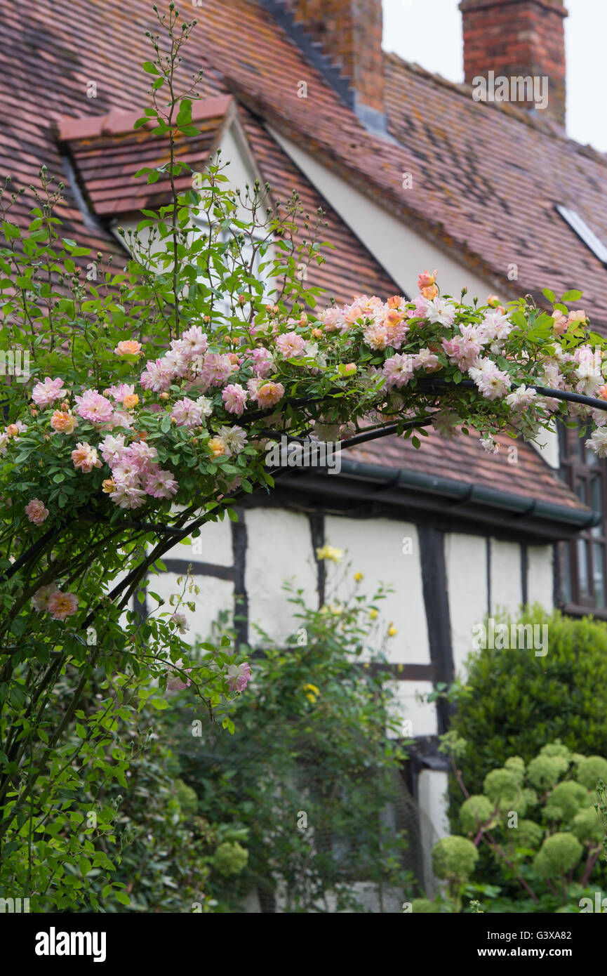 Arco di rose nella parte anteriore di un bianco e nero con cornice in legno cottage. Ashton sotto la collina, Wychavon district, Worcestershire, Inghilterra Foto Stock