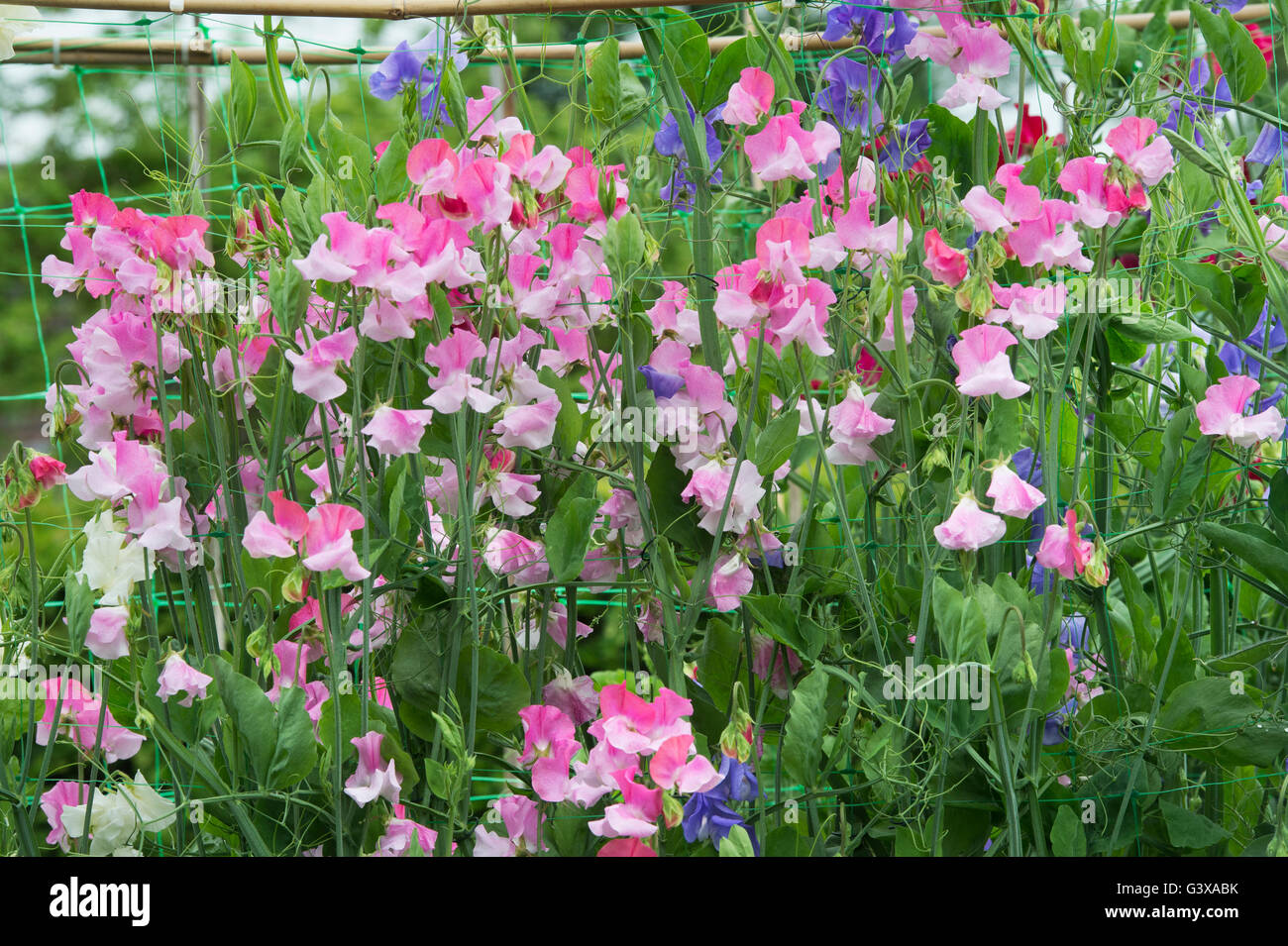 Lathyrus odoratus, fioritura di piselli dolci in un cotswold Garden cottage. Ashton sotto la collina, Wychavon district, Worcestershire, Regno Unito Foto Stock