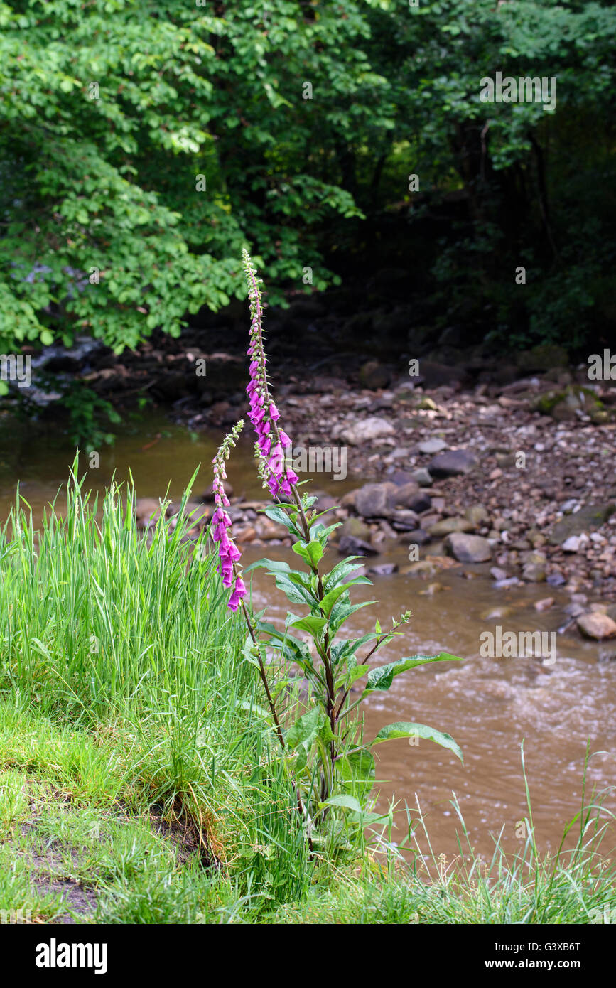 Foxglove viola (Digitalis purpurea) fioritura sulla banca di un flusso a Brock Fondo riserva naturale vicino a Preston, Lancashire Foto Stock