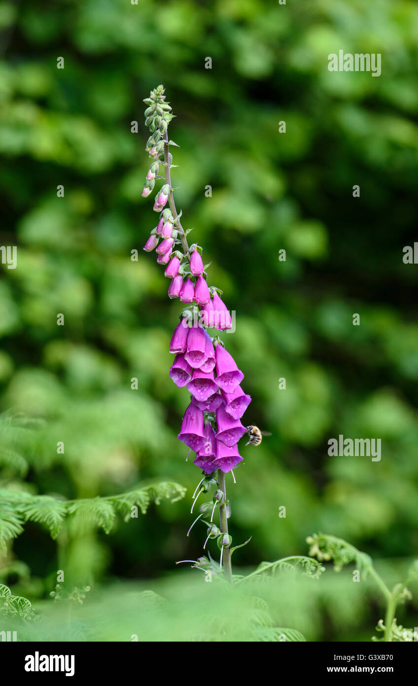 Foxglove viola (Digitalis purpurea) fioritura tra bracken a Brock Fondo riserva naturale vicino a Preston, Lancashire Foto Stock