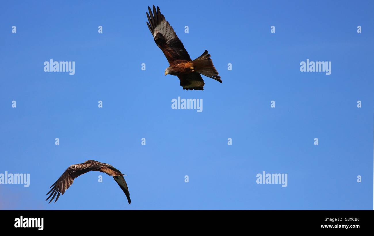 Due red kites, rapaci, caccia Foto Stock