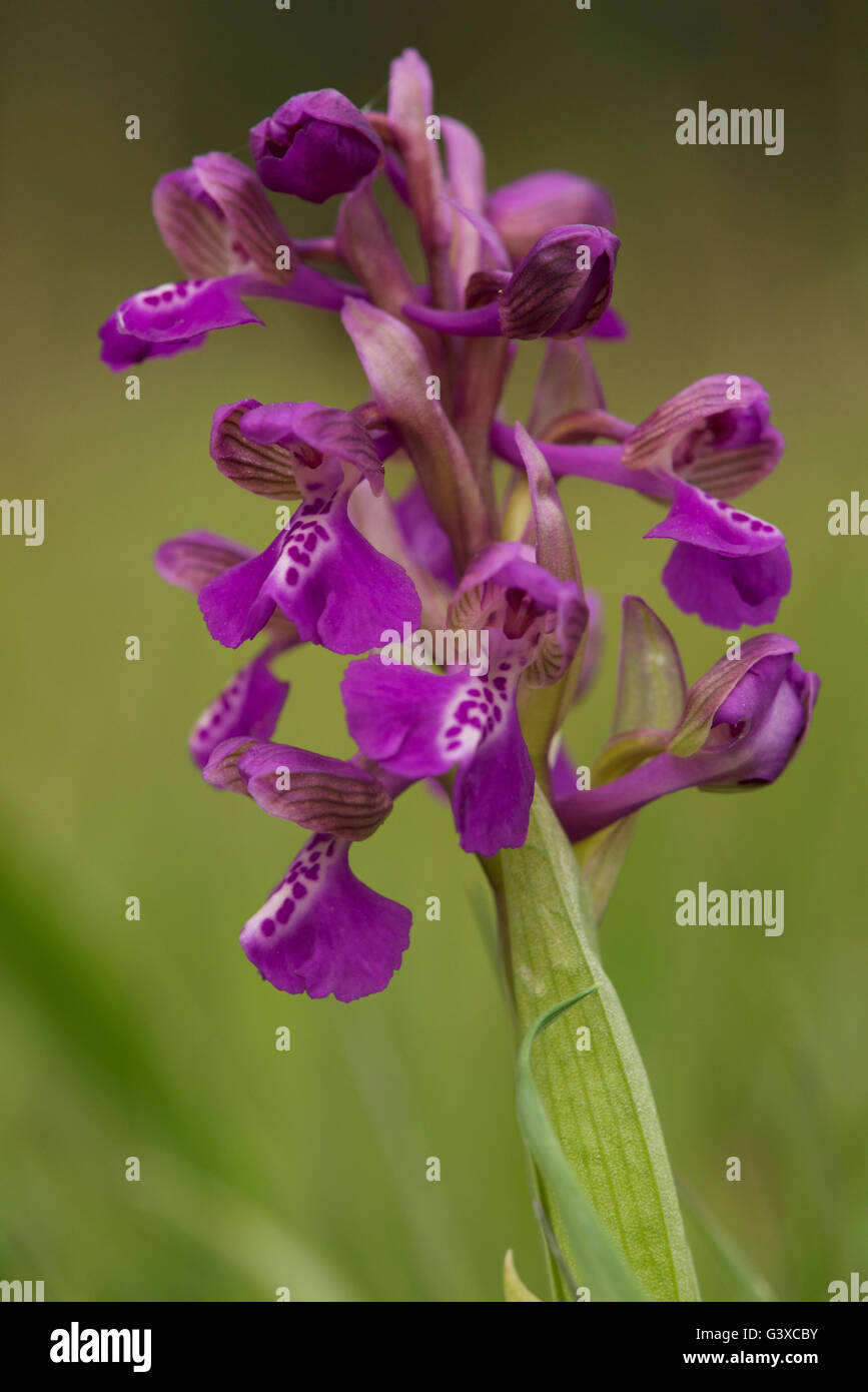 Verde-winged orchid Foto Stock