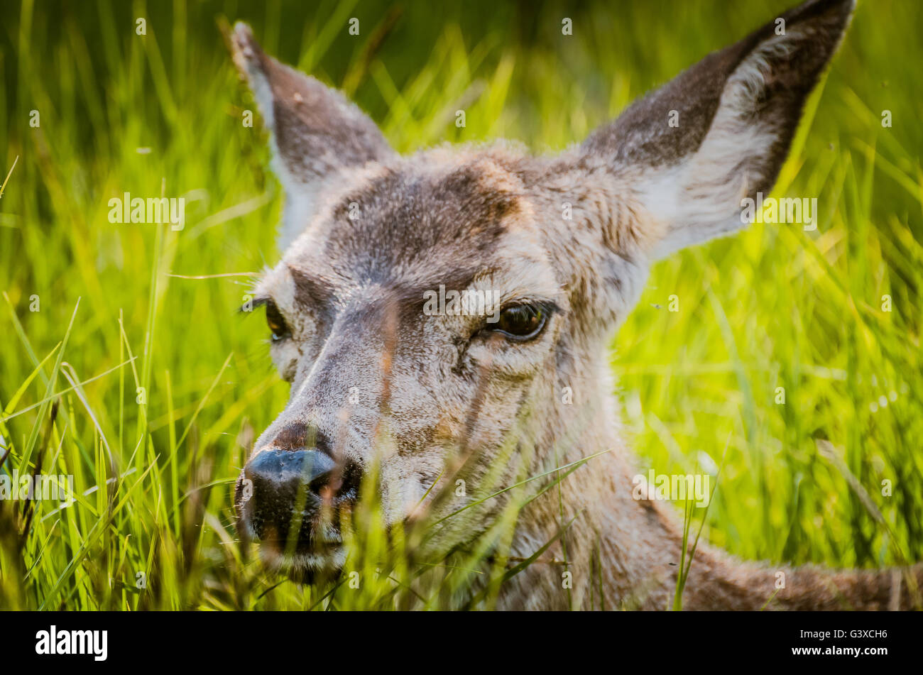 Un giorno nel Parco Nazionale di Yosemite - California Foto Stock