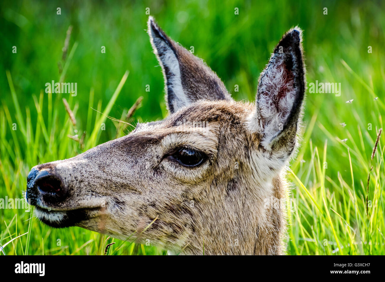Un giorno nel Parco Nazionale di Yosemite - California Foto Stock
