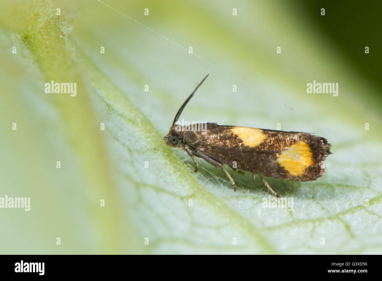 Aurana Pammene tortrix micro moth. Piccolo insetto britannico nella famiglia Tortricidae, nell'ordine Lepidoptera, a riposo Foto Stock