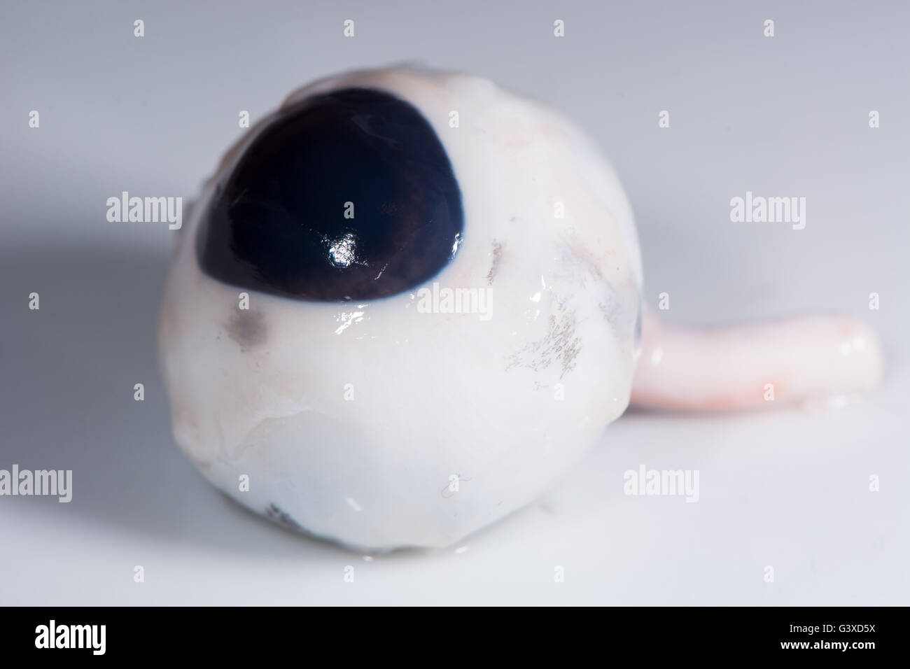 Bulbo oculare di maiale con il nervo ottico. Tutto occhio rimossa dalla testa di animale, contro uno sfondo bianco Foto Stock