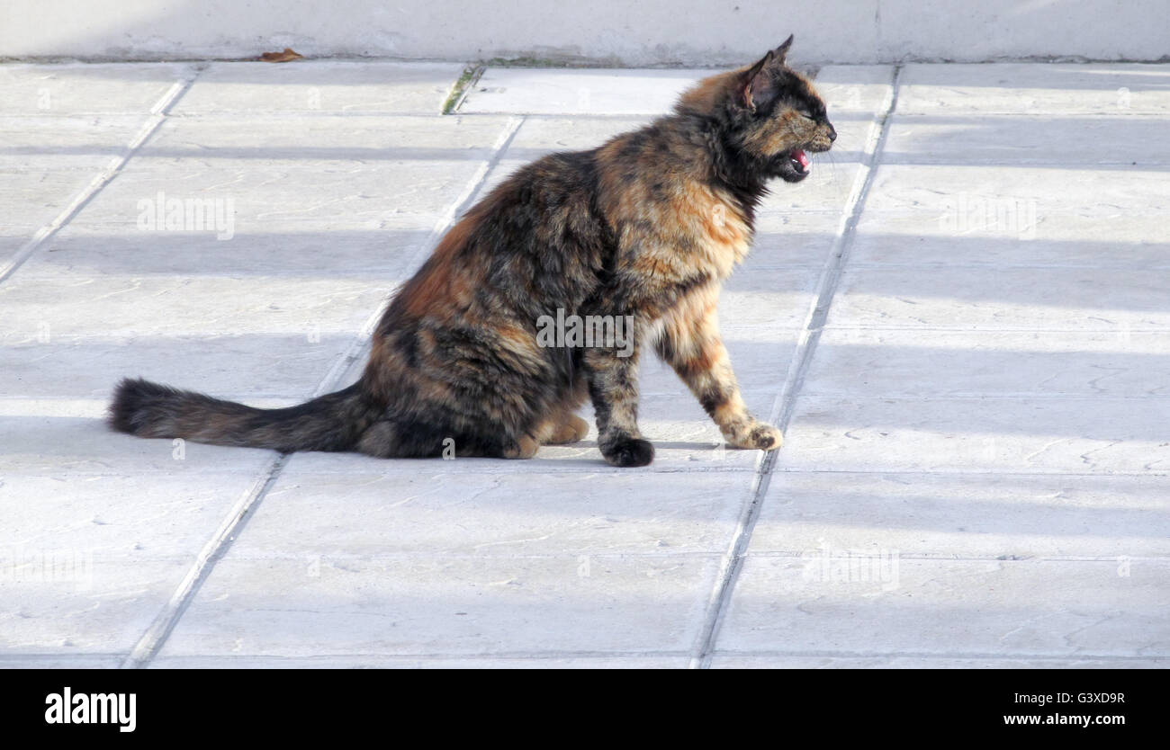 Brown europei (Celtic) shorthair cat si aggira intorno sulla strada Foto Stock