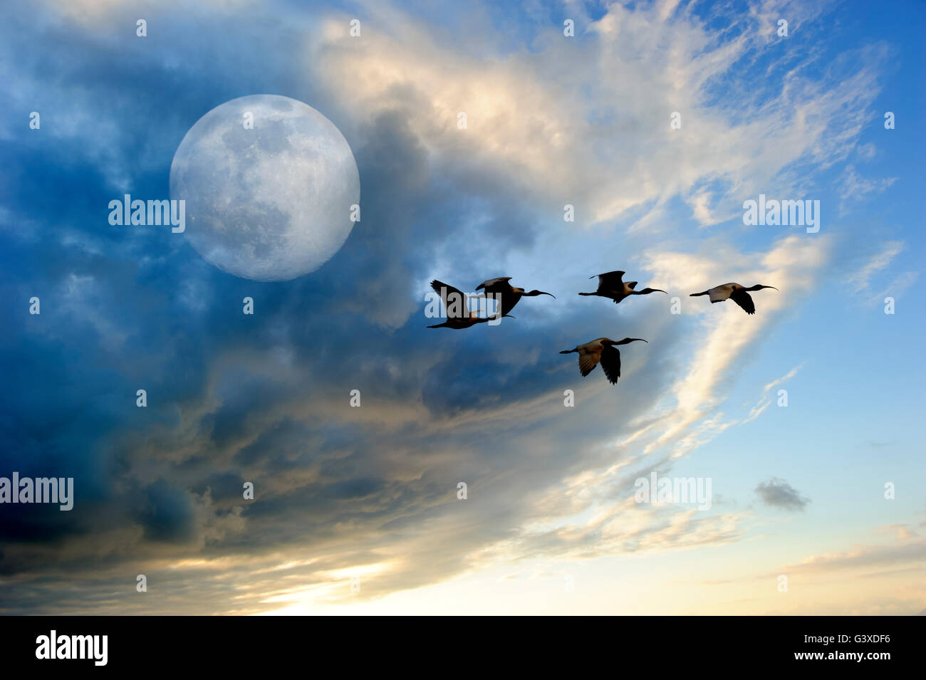 Gli uccelli luna è uno stormo di uccelli volare al crepuscolo contro un colorato luna piena cloudscape. Foto Stock