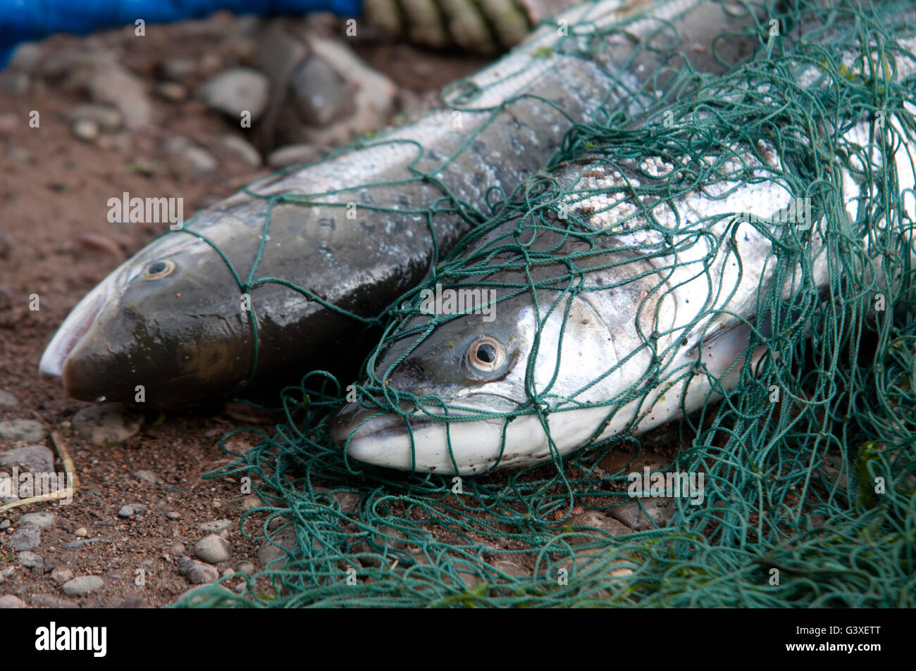 Trota di mare catturati in Paxton pesca sul fiume Tweed Foto Stock