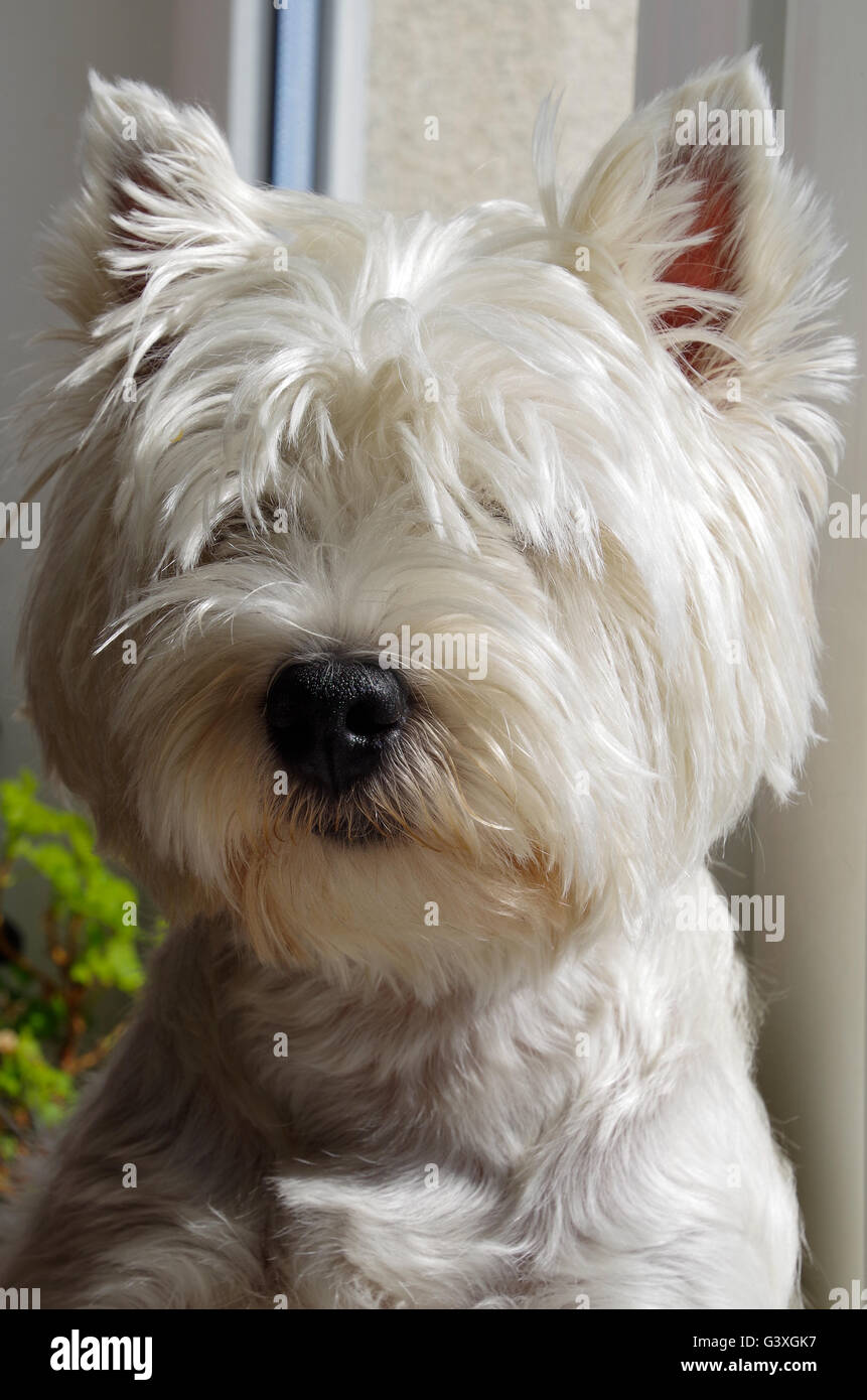 Ritratto di un West Highland White Terrier Foto Stock