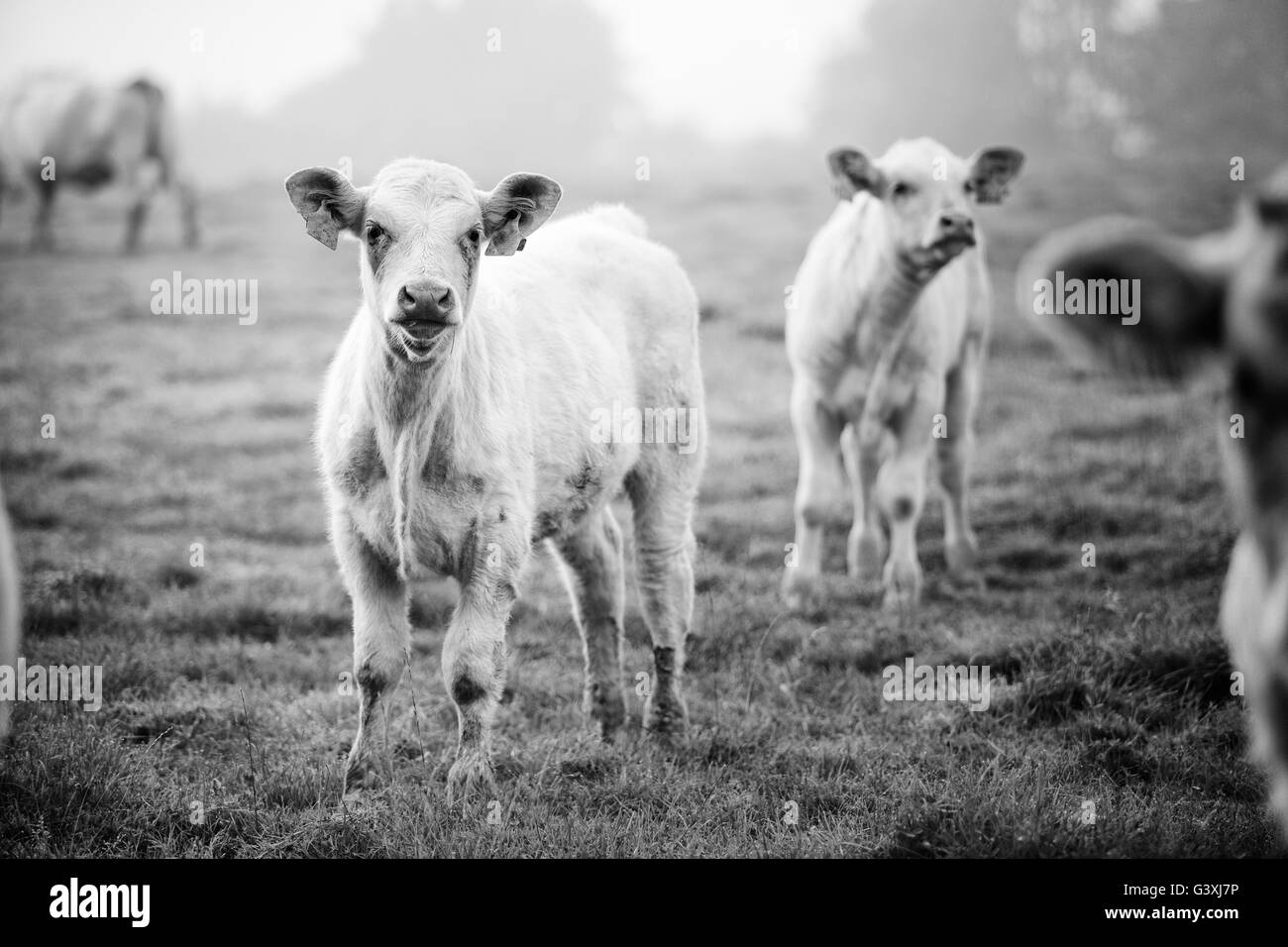 Charolais bovini sul pascolo in Bretagna Francia in estate Foto Stock