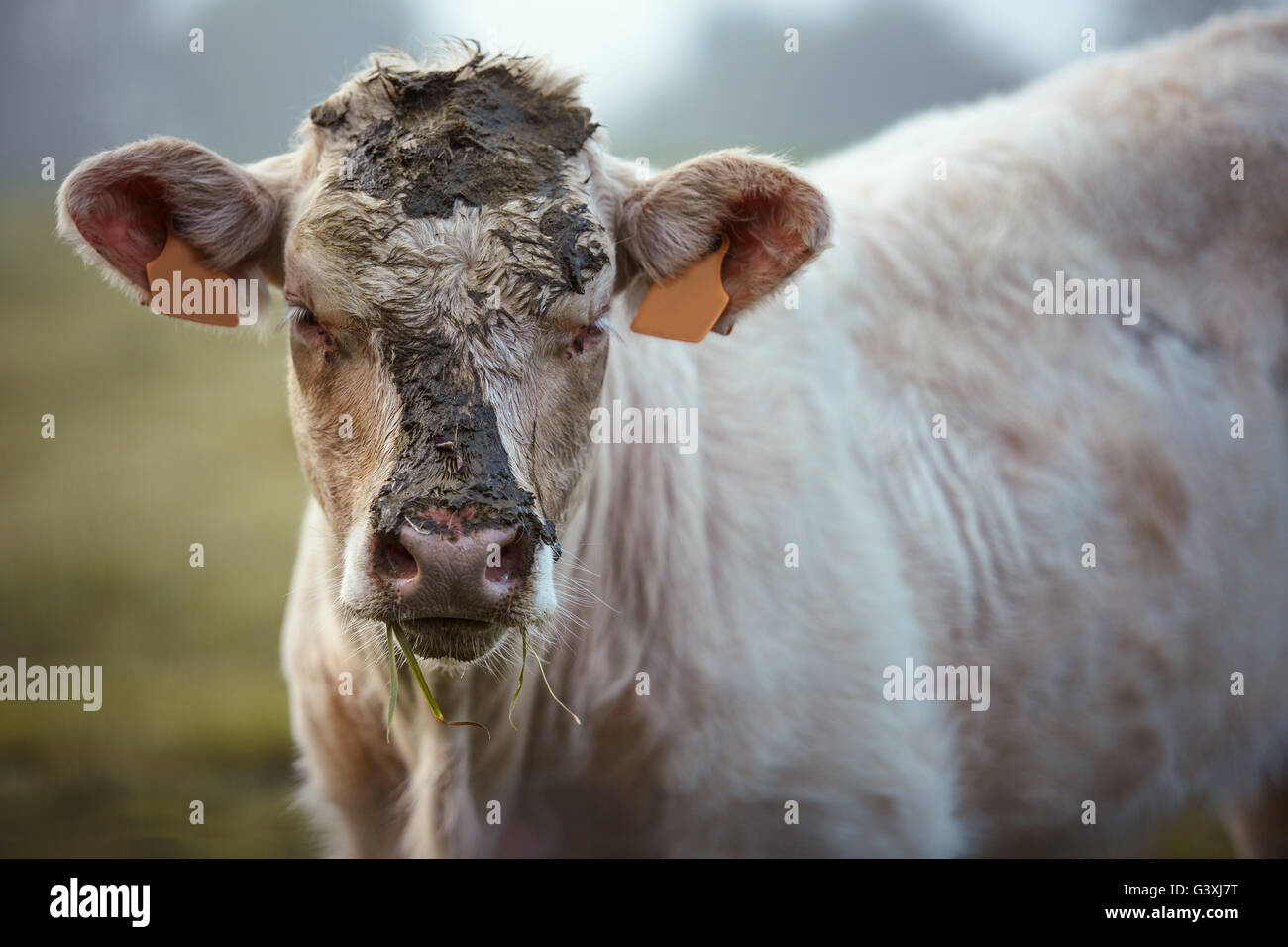 Charolais bovini sul pascolo in Bretagna Francia in estate Foto Stock