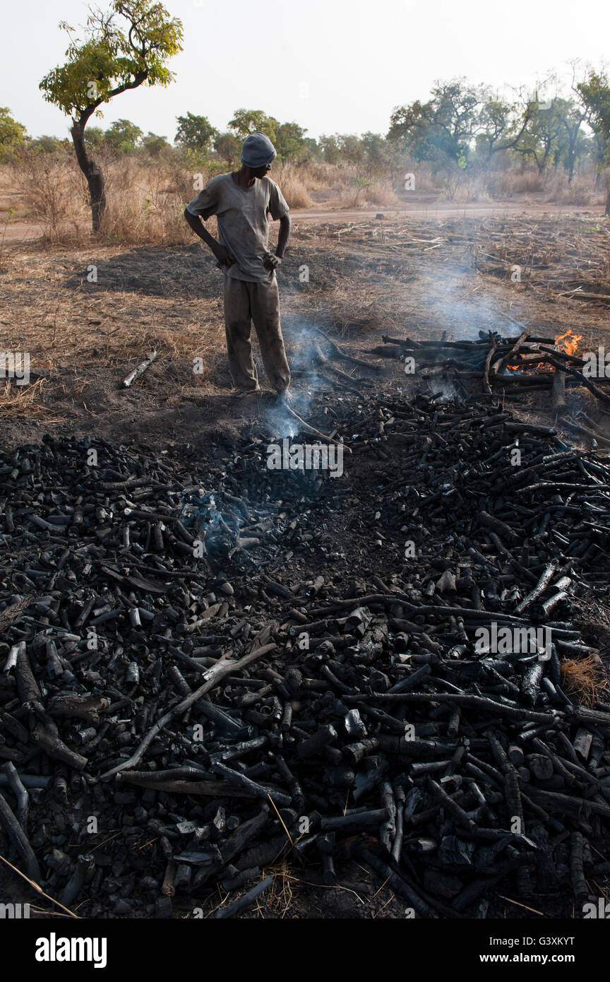 MALI, regione di Sahel, sulla produzione di carbone di legno di Bush è un impatto ambientale per questa regione asciutta, carbone è usato per cucinare energia Foto Stock