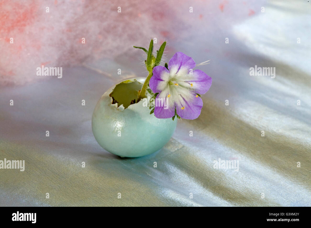 Una piccola fiori cresce al di fuori di un passero rotto un uovo di Foto Stock