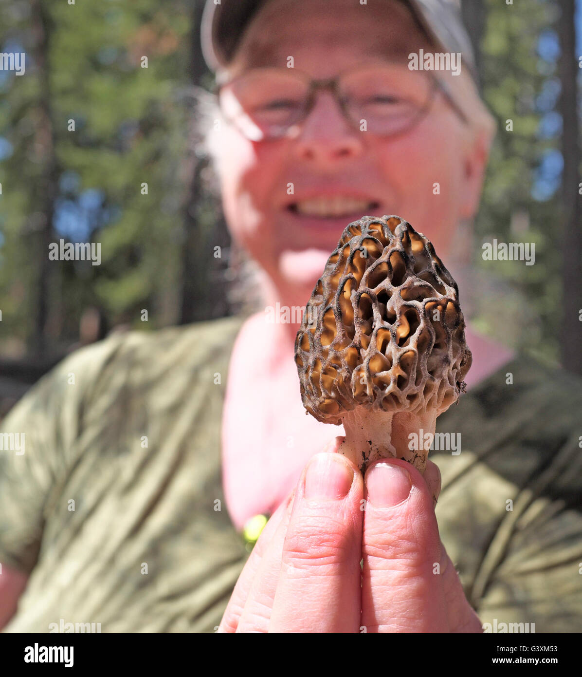 Un cacciatore di fungo trattiene molto pregiato fungo Morel nella cascata montagne di Oregon centrale Foto Stock