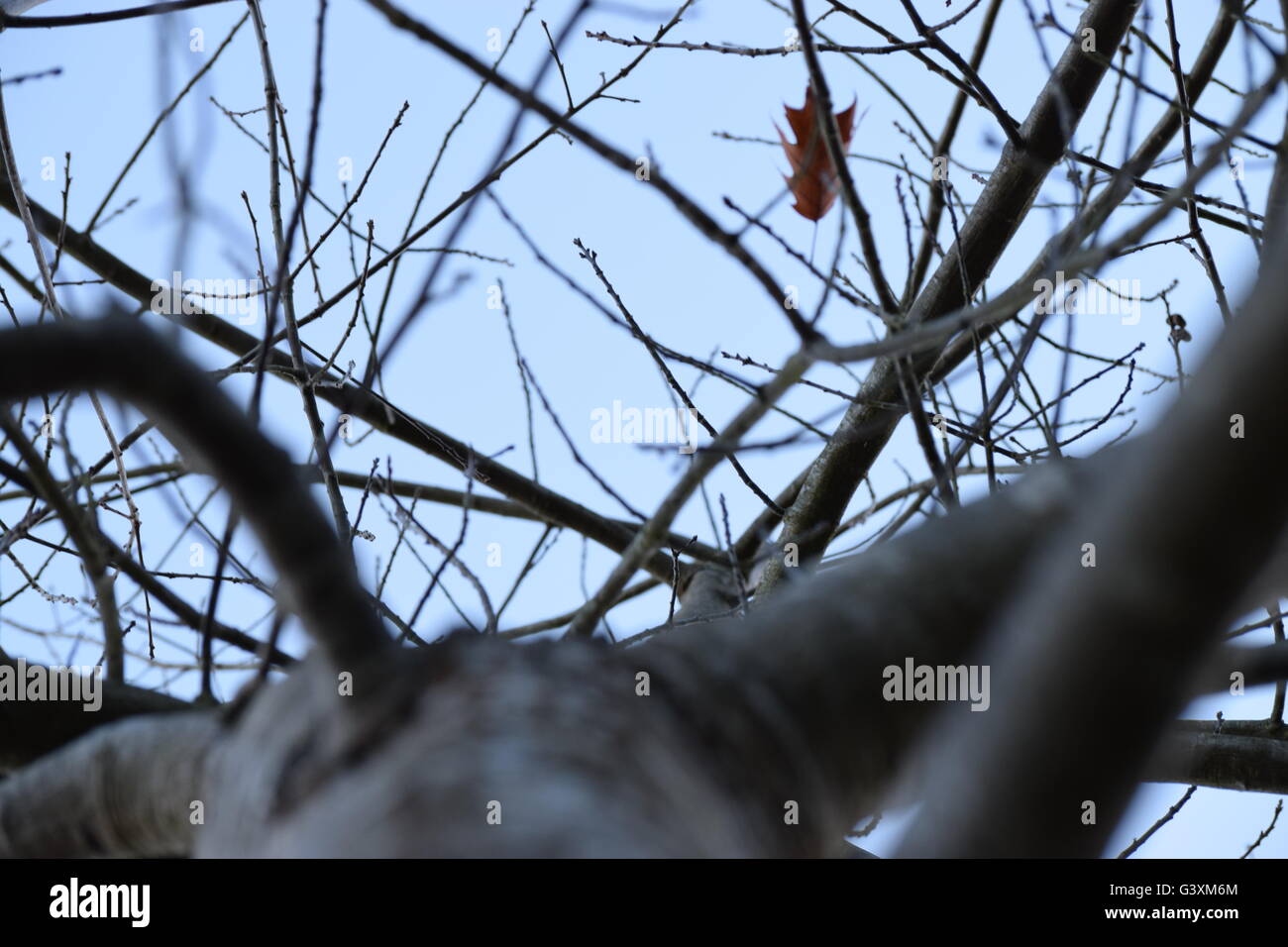 Unica foglia nella struttura ad albero in inverno, Pacific Northwest Foto Stock