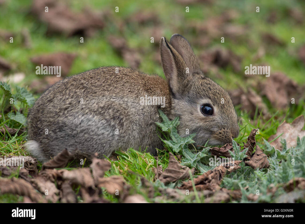 Selvatica comune (coniglio oryctolagus cuniculus) Foto Stock