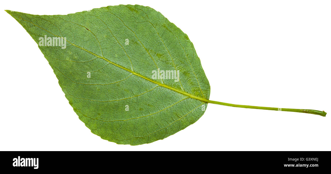 Lato posteriore della foglia verde di pioppo nero (Populus nigra) isolato su sfondo bianco Foto Stock