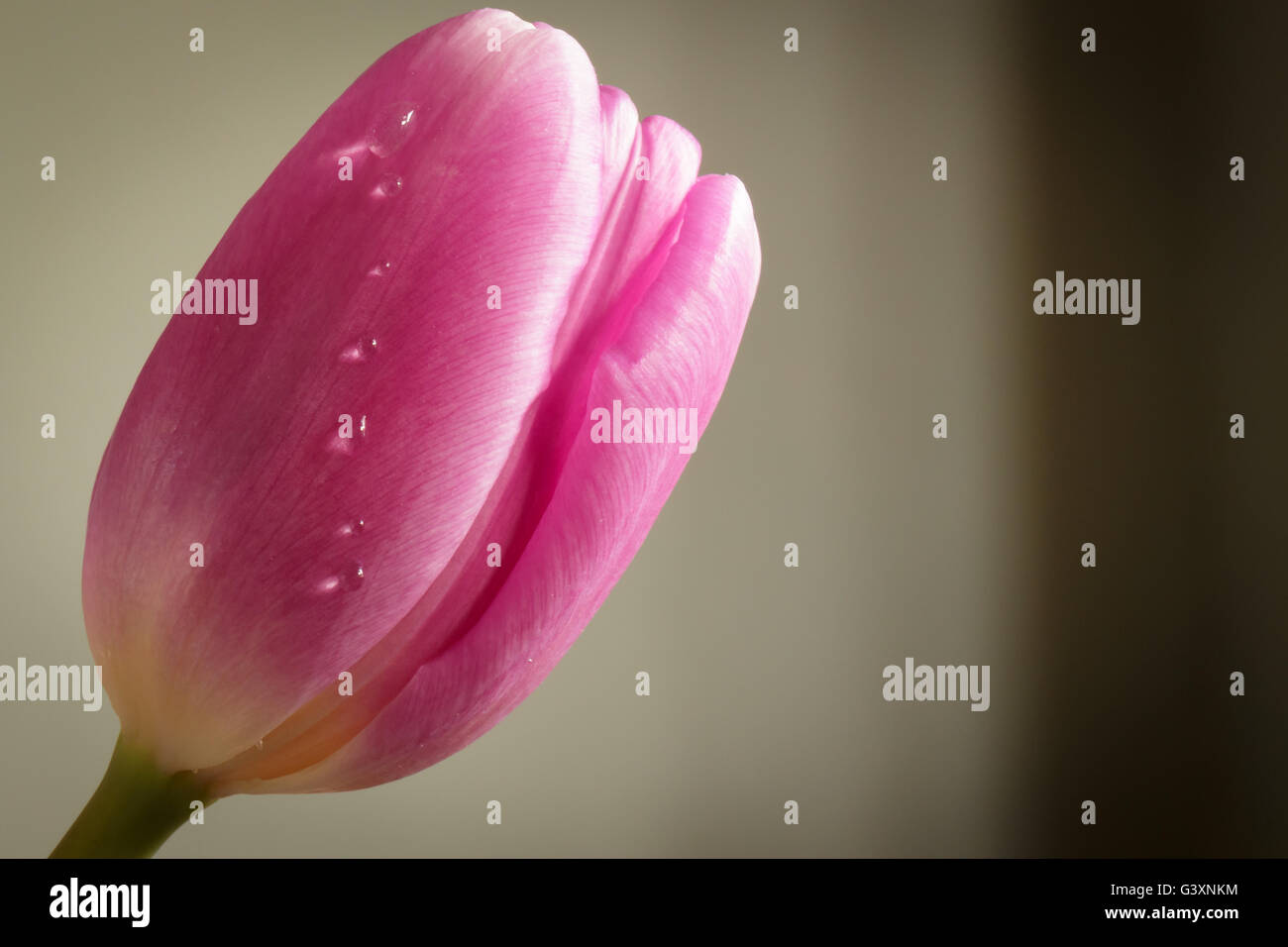 Piangendo pink tulip in macro Foto Stock