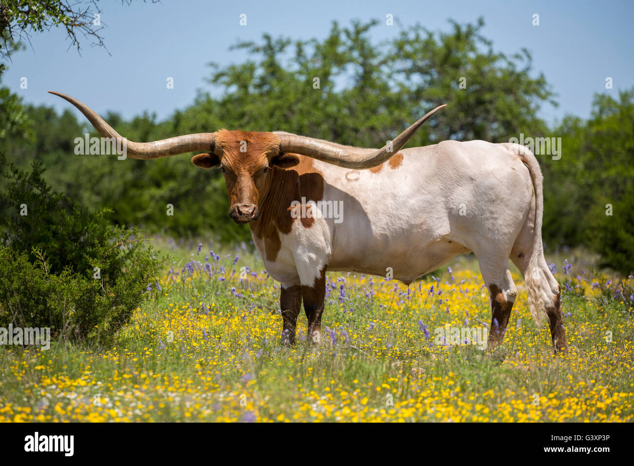 Texas longhorn in hill-paese di fiori di campo Foto Stock