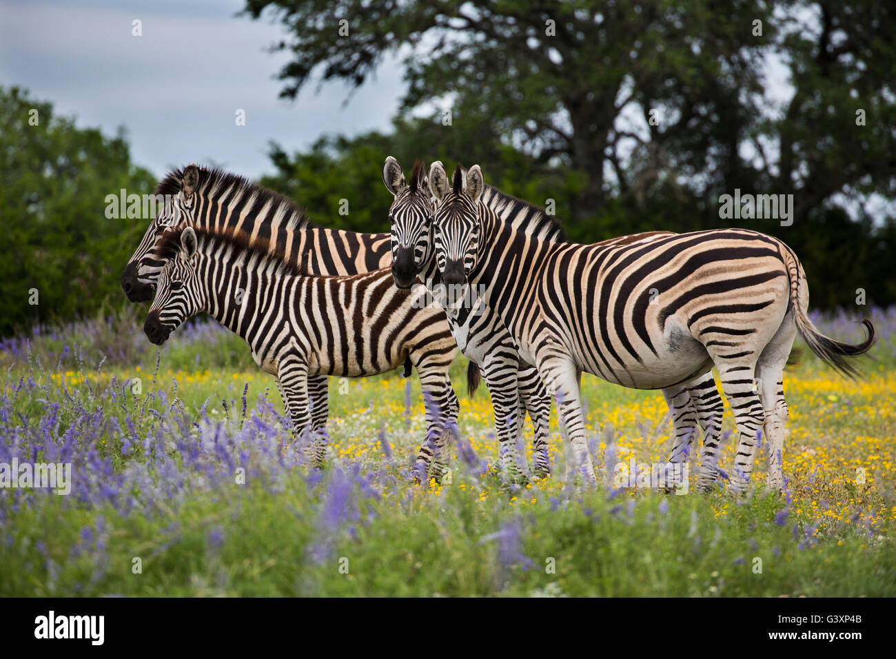 Zebre in blue sage fiori selvatici Foto Stock