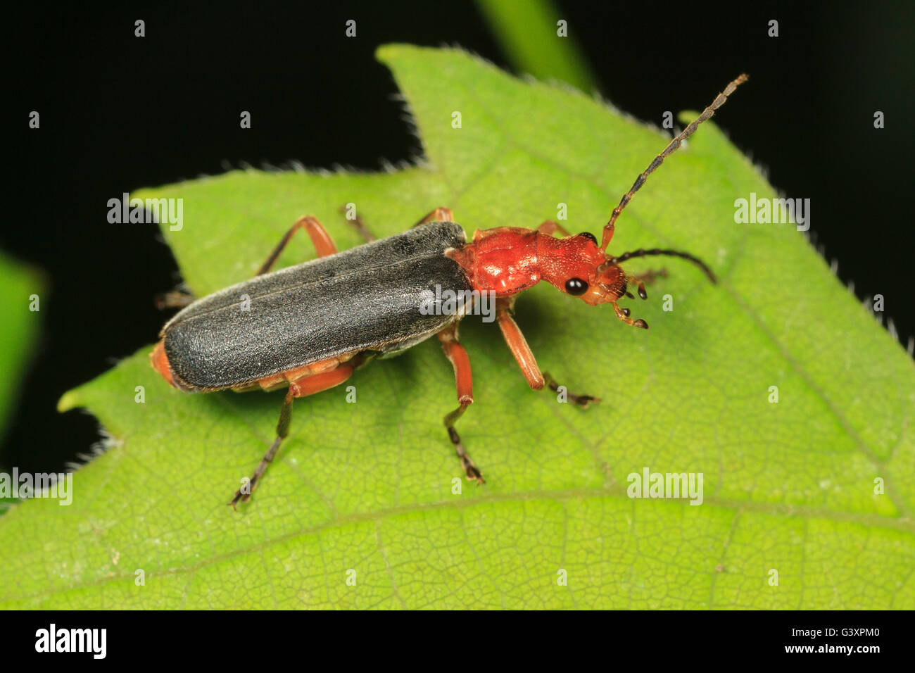 Soldato beetle (Podabrus tomentosus) sulla foglia. Foto Stock