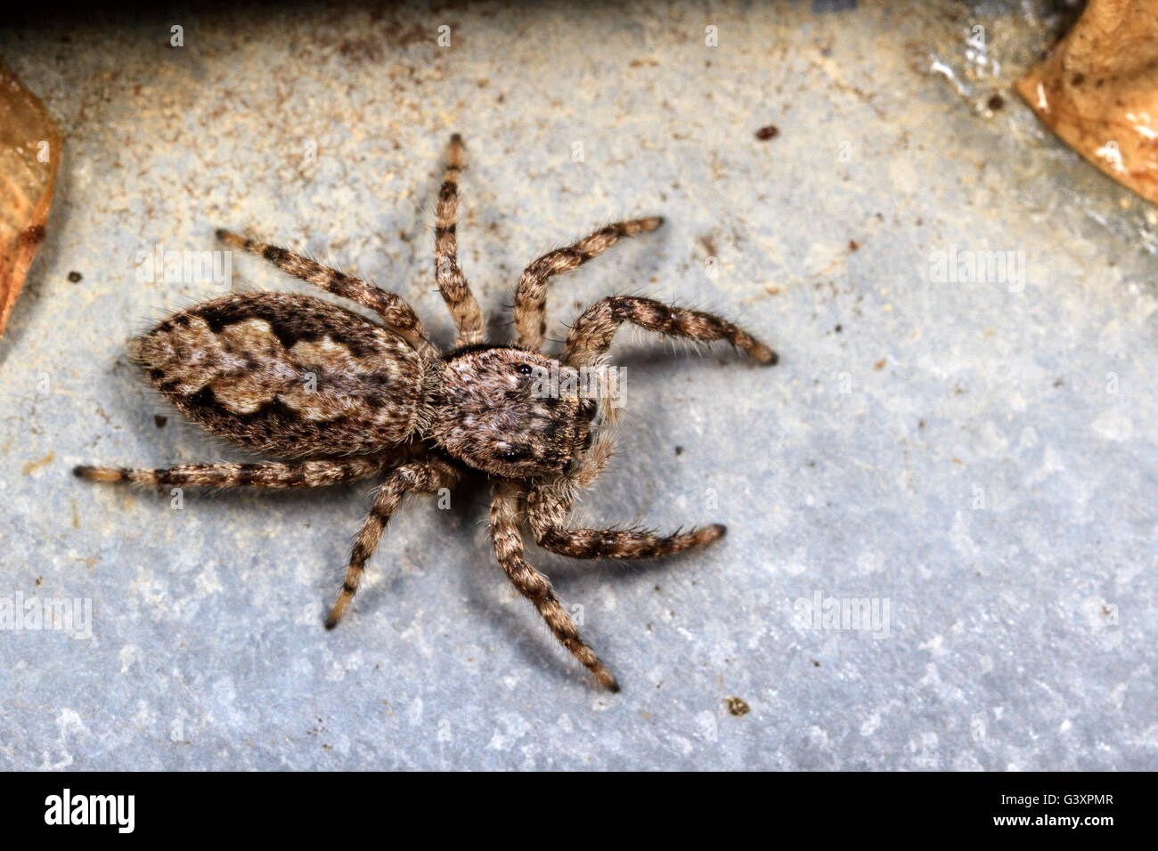 Tan jumping spider (Platycryptus undatus) Foto Stock