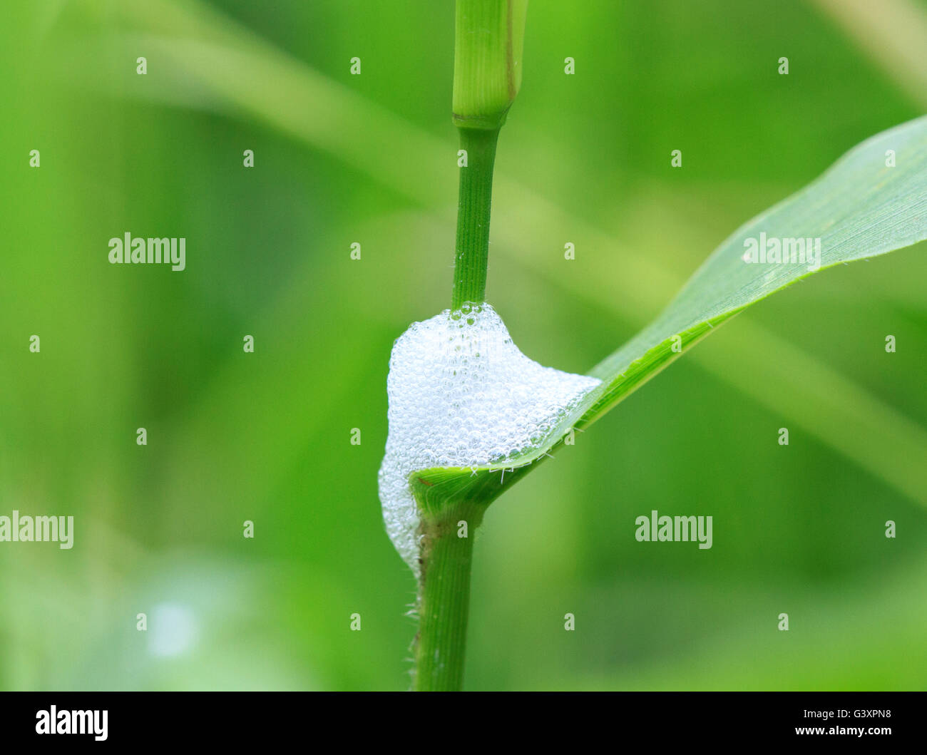 Di schiuma di massa di bolle prodotte da un bug di saliva ninfa. Foto Stock