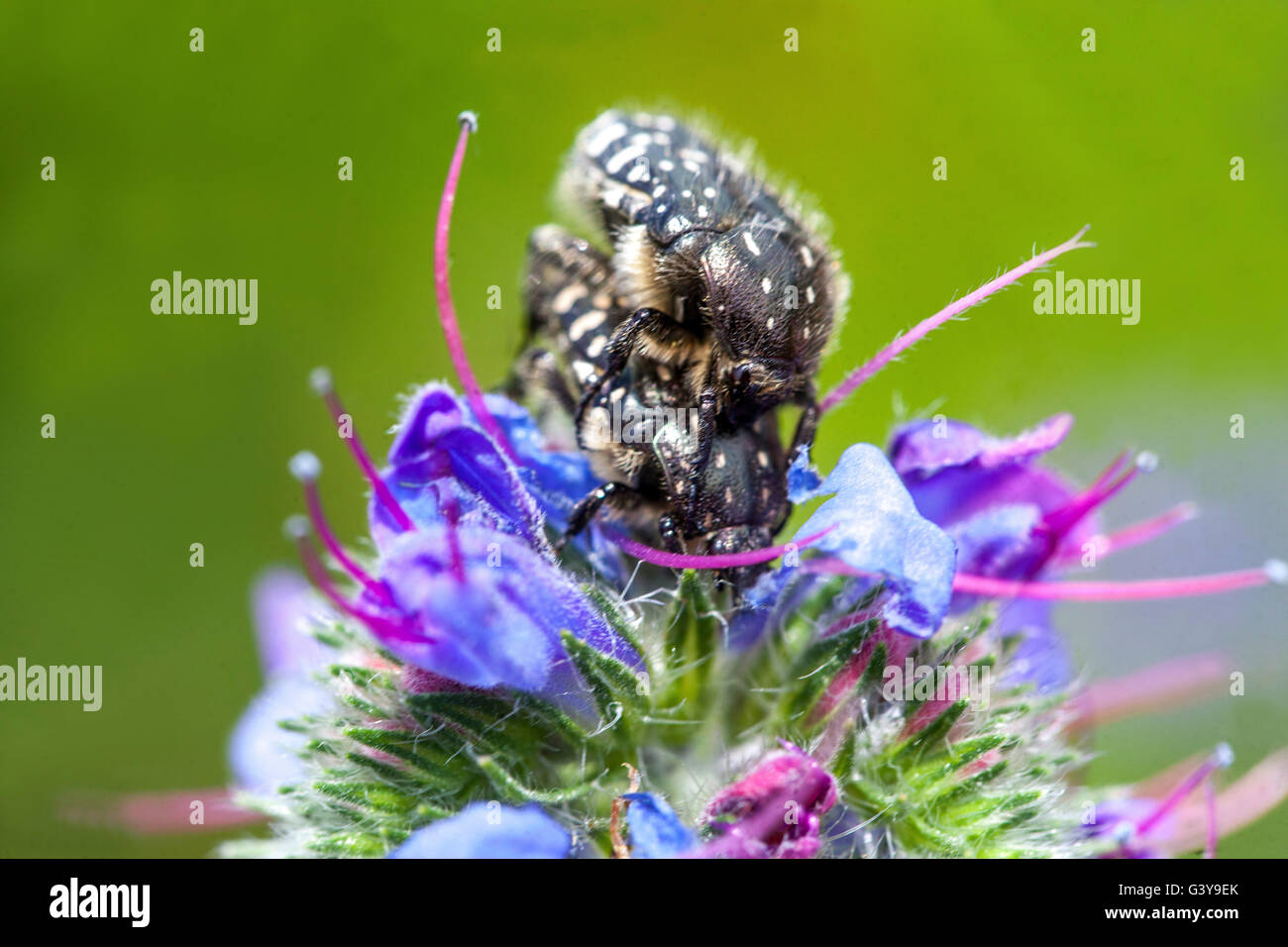 Oxythyrea funesta Rose Beetle maculato bianco che si accoppia su una Bugloss di Echium vulgare Viper, accoppia insetti-coleotteri su insetti infestanti floreali Foto Stock