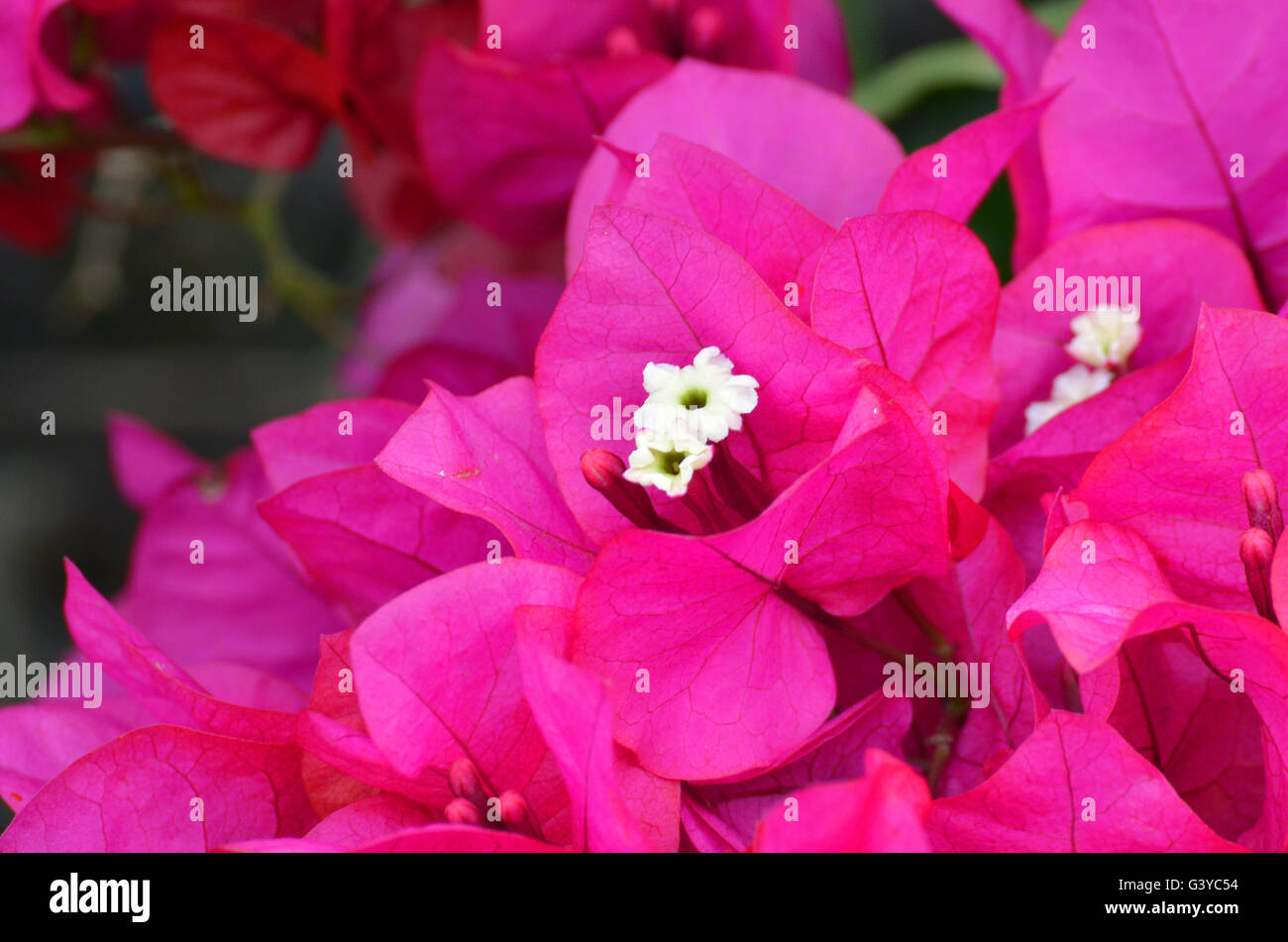 Rosa vibranti fiori di Bouganville Foto Stock