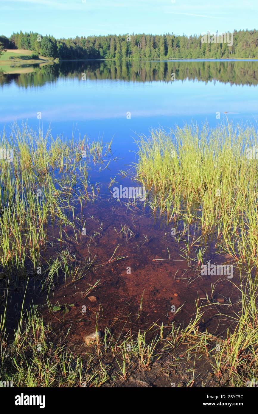 Lobelia lago nella foresta, Regione Kashubian, Polonia Foto Stock