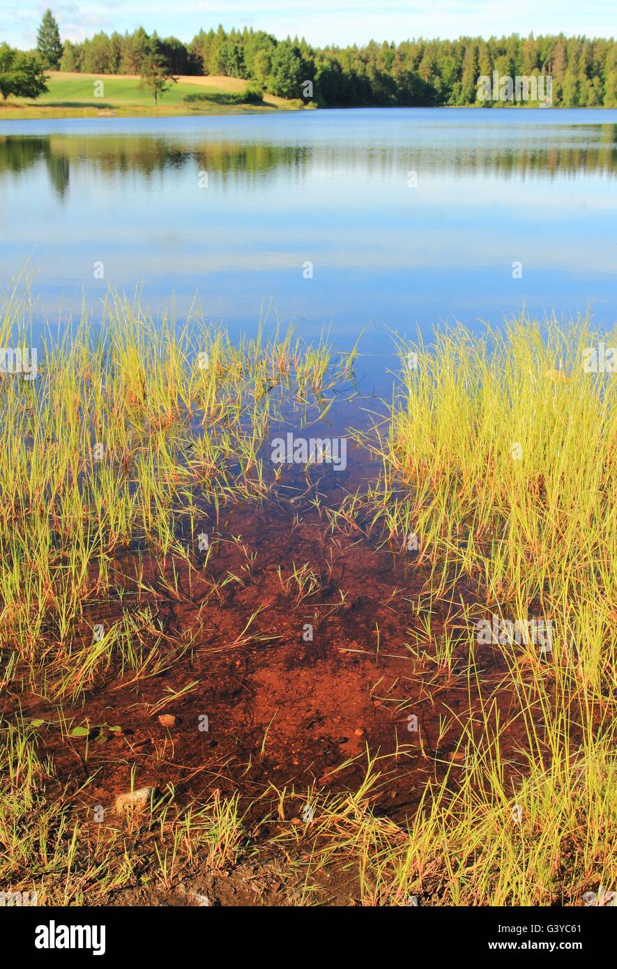 Poco lobelia lago nella foresta, Regione Kashubian, Polonia Foto Stock