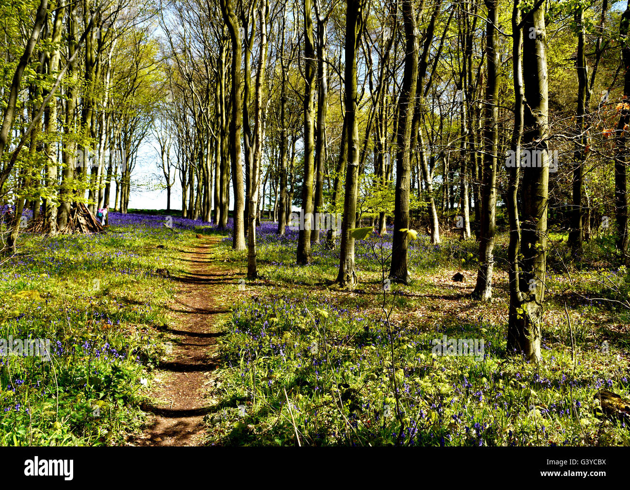 Bluebells Flowering fiorisce in primavera tempo coprire ampie zone di pavimenti di bosco protetto dalla National Trust per la conservazione. Foto Stock