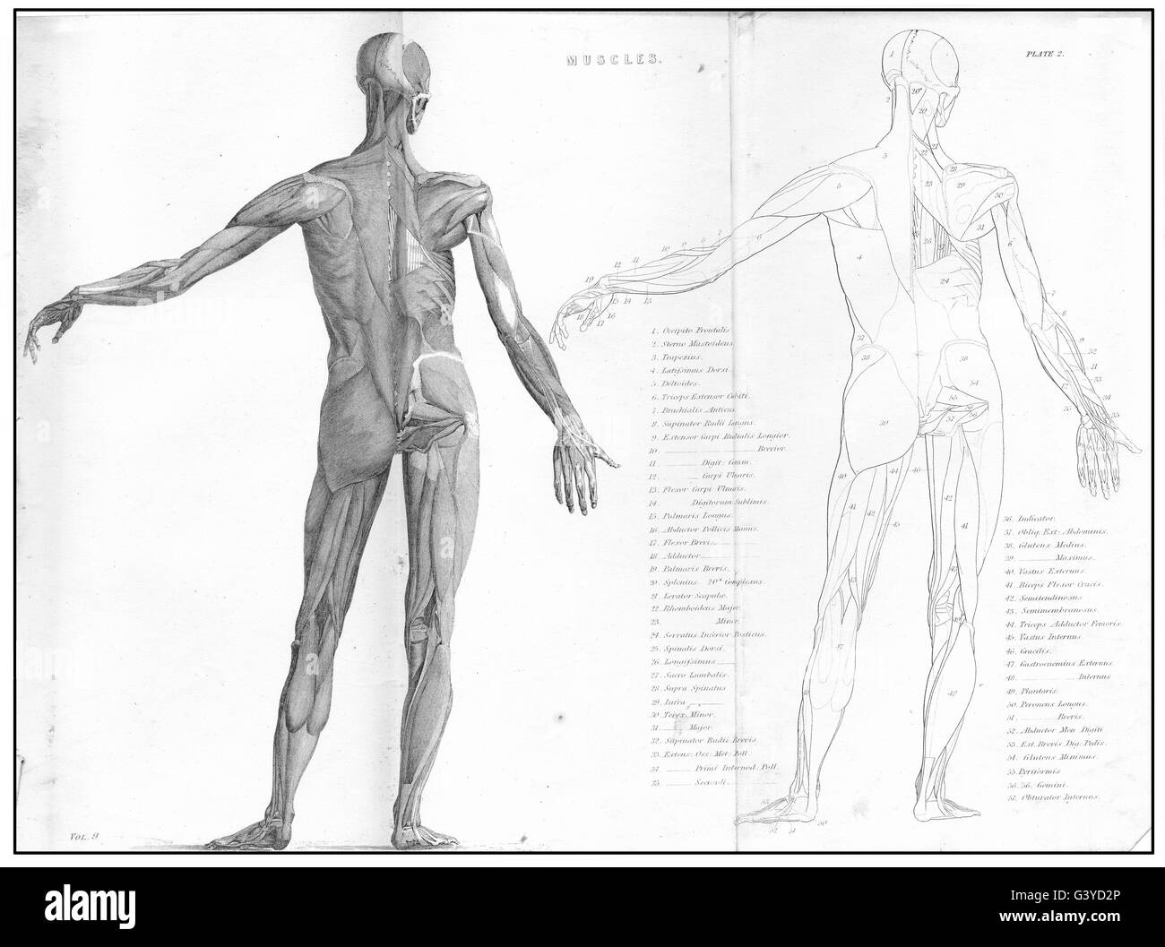 Anatomia: muscoli (1) , antica stampa 1800 Foto Stock