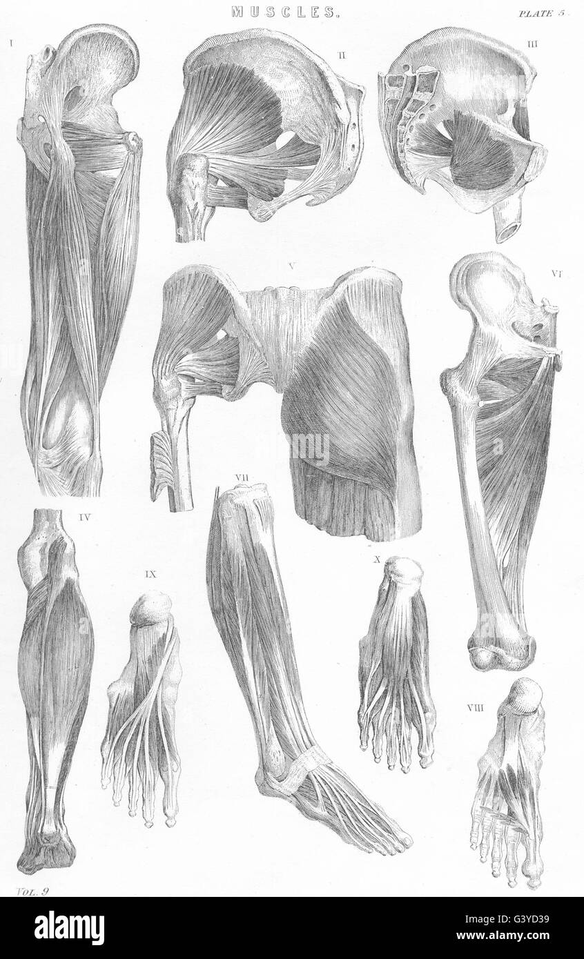 Anatomia: muscoli (4) , antica stampa 1800 Foto Stock