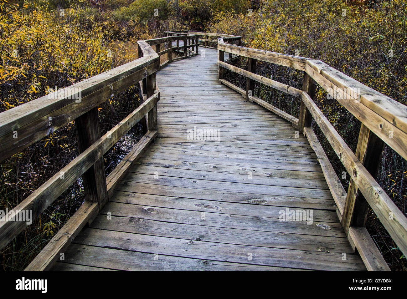 Il Lungomare di avvolgimento percorso attraverso le zone umide. Avvolgimento boardwalk trail attraverso una zona umida protetta habitat. Huron County Arboretum Foto Stock