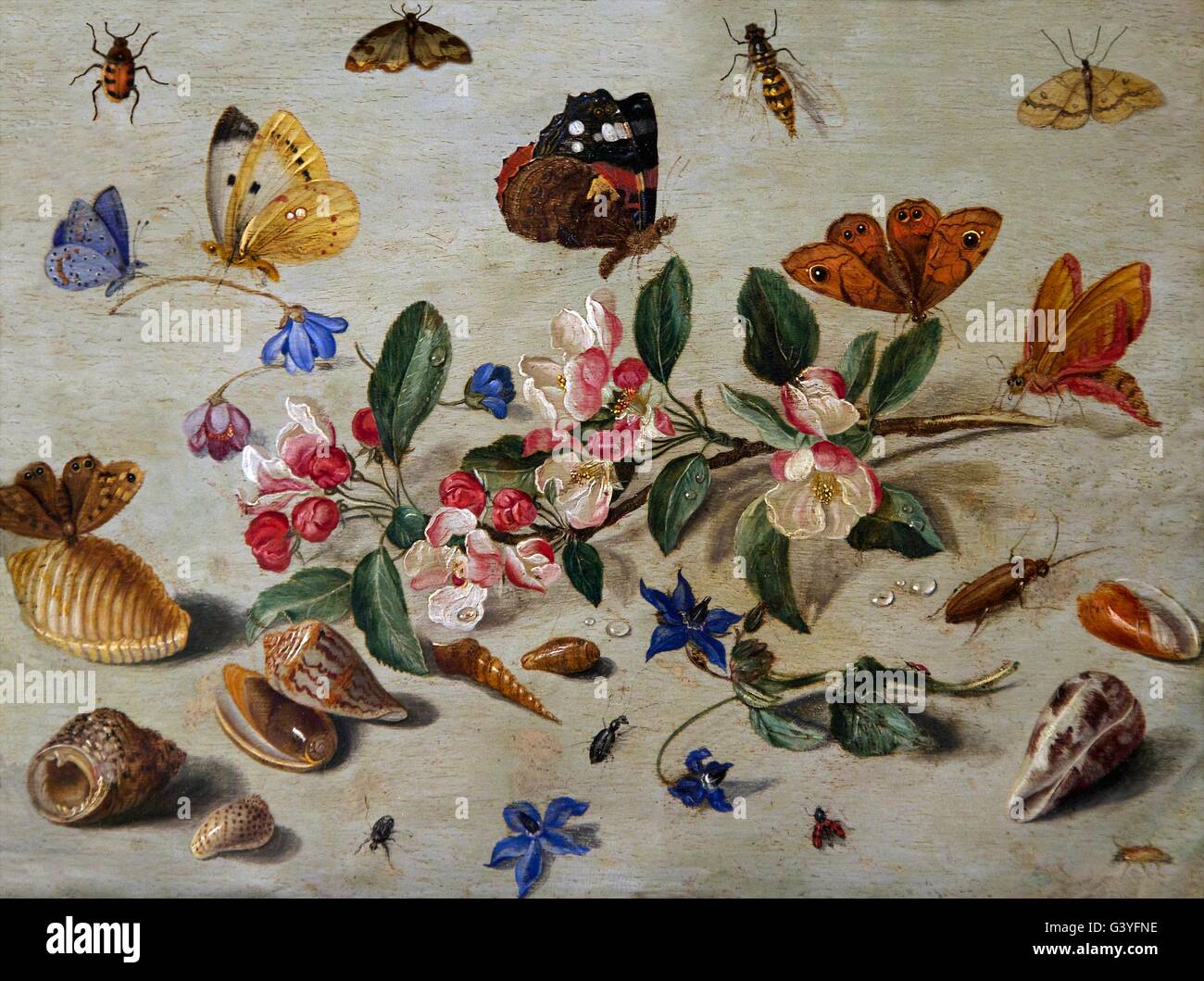 Fiori e insetti, di Jan van Kessel I, Ashmolean Museum di Oxford, Oxfordshire, England, Regno Unito, GB, Europa Foto Stock