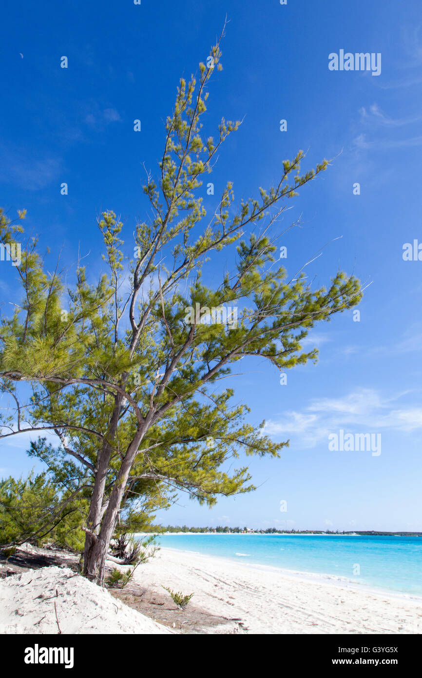 La vista del paesaggio con un albero su di una spiaggia (Half Moon Cay, Bahamas). Foto Stock