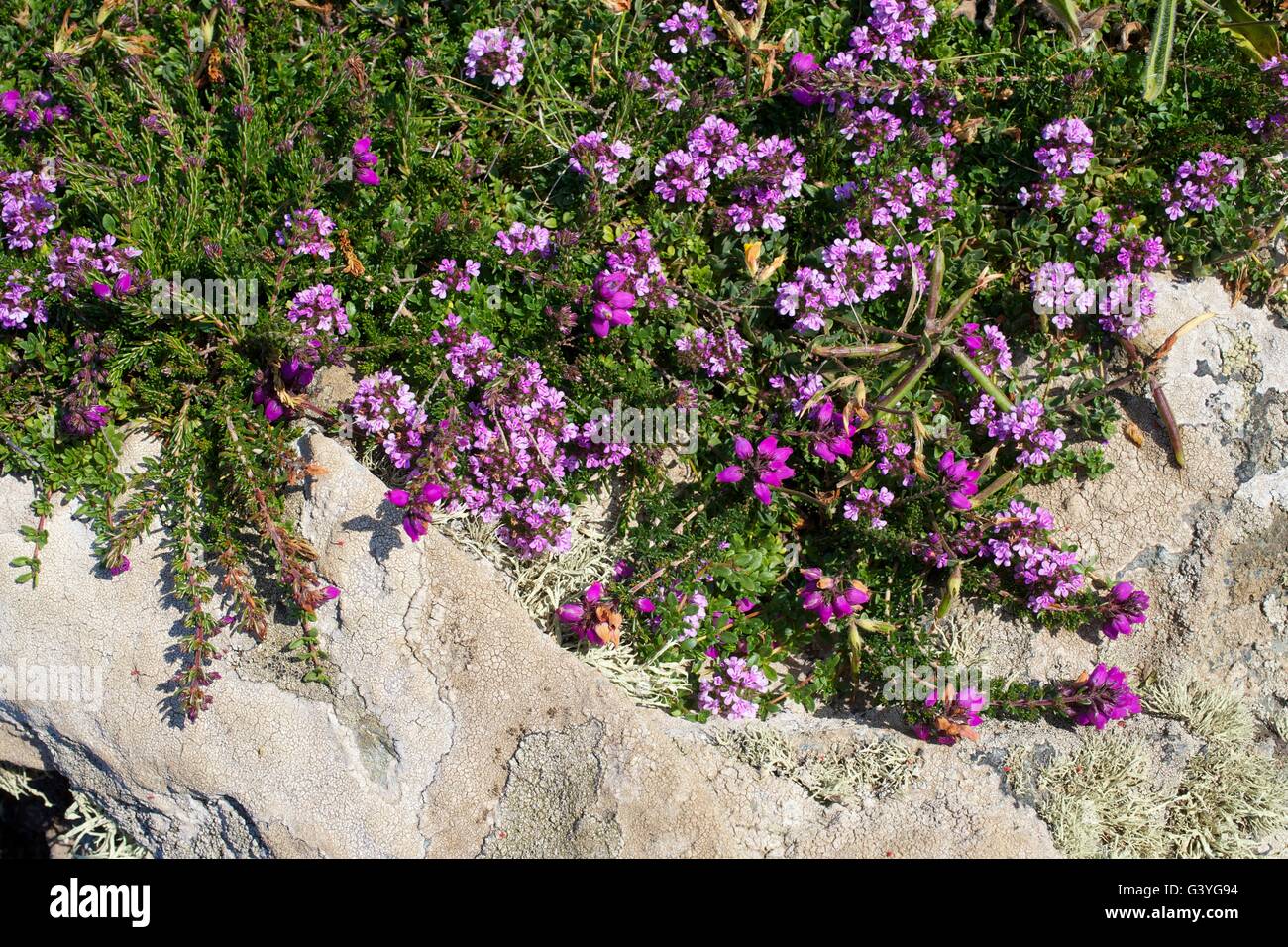 Calluna vulgaris, comune heather o ling, Cornwall, England, Regno Unito, GB Foto Stock