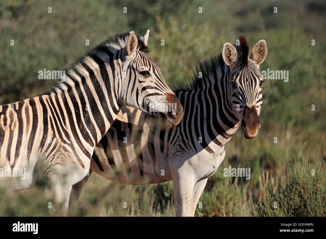 Ritratto di due pianure (Burchells) zebre (Equus burchelli), Sud Africa Foto Stock
