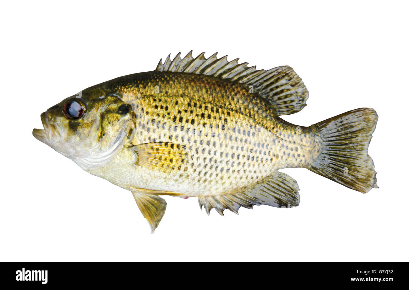 Rock Bass (Ambloplites Rupestris) isolate su uno sfondo bianco con un tracciato di ritaglio a dimensioni originali Foto Stock