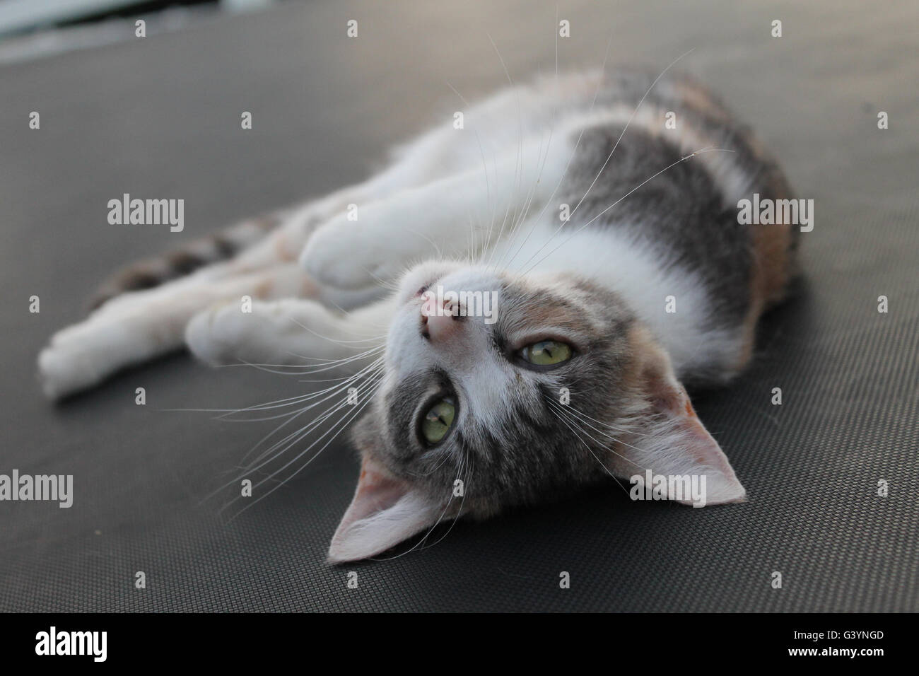 Cat recante sul trampolino Foto Stock