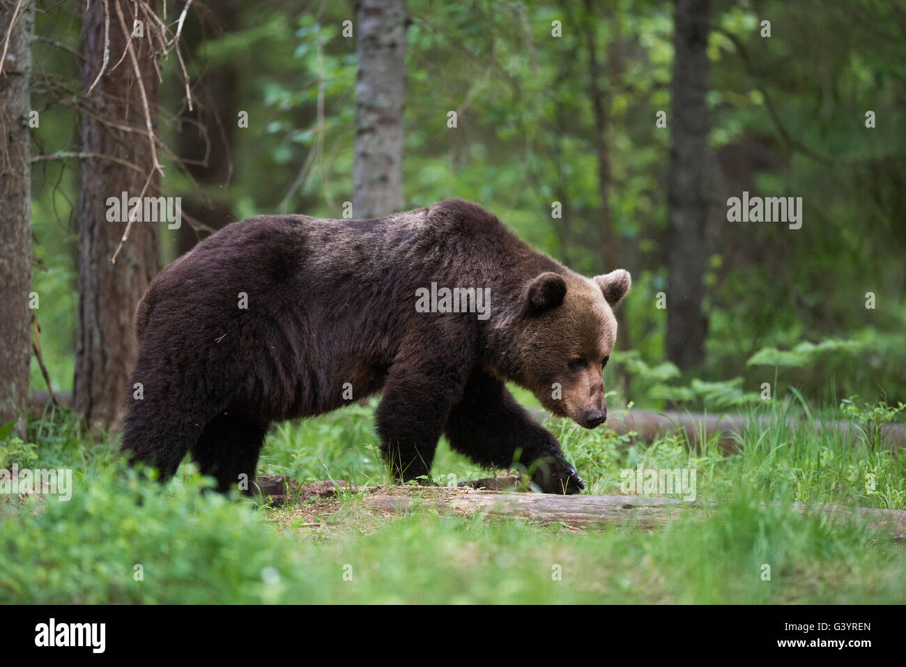 Unione l'orso bruno (Ursus arctos) nella foresta in Estonia. Foto Stock
